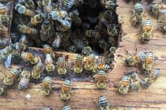 cmbee-bees