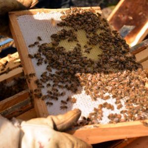 Central Maryland Beekeepers