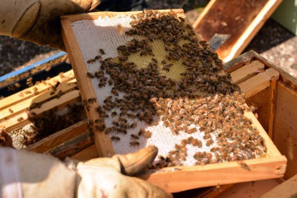 Central Maryland Beekeepers