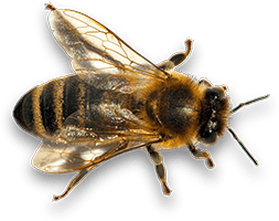 Central Maryland Beekeepers Association