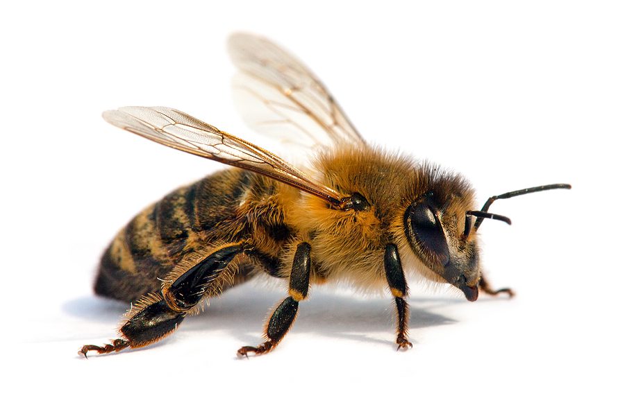 Maryland Today  Today's Honey Bees Live Only Half as Long as '70s…