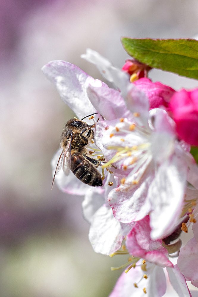 Central Maryland Bees